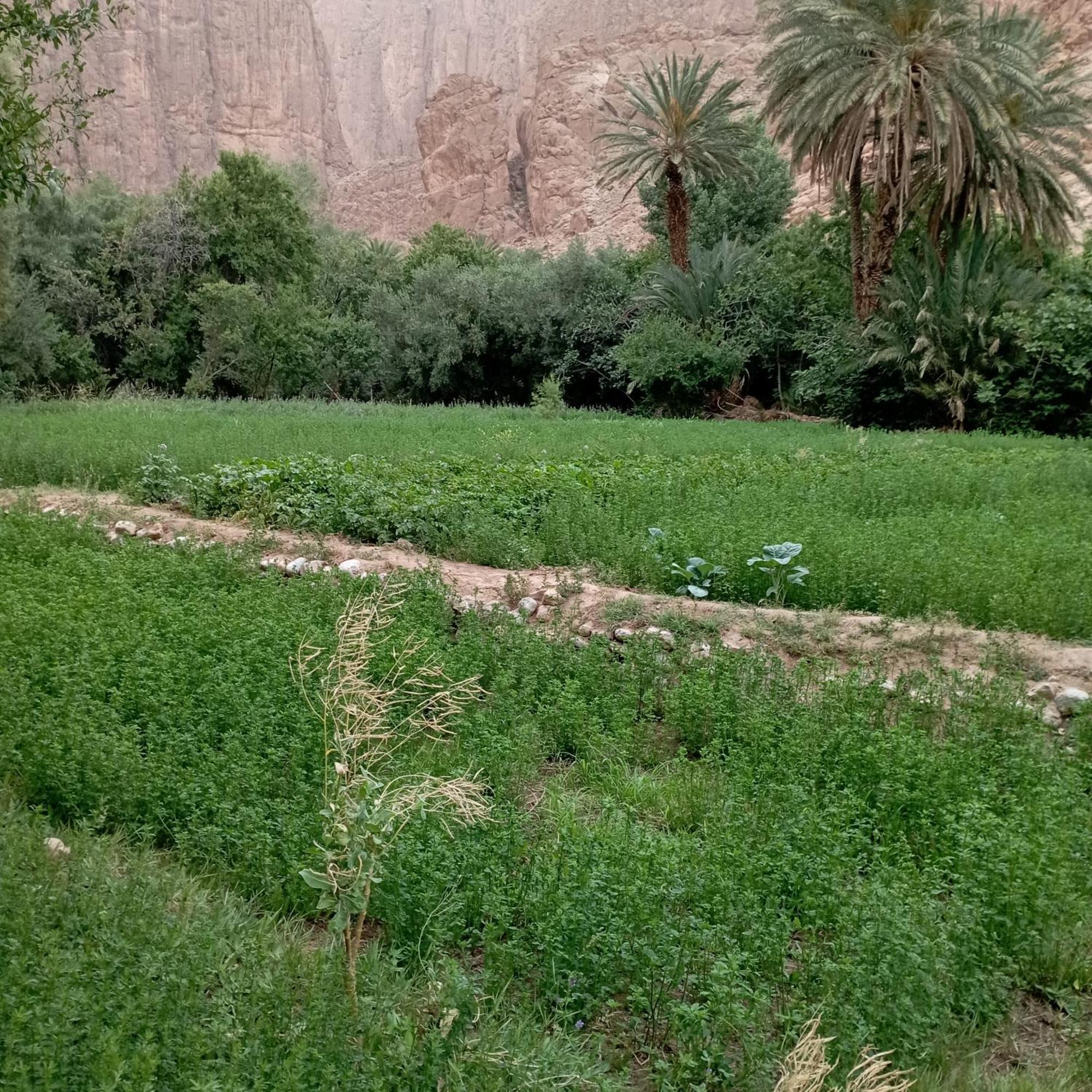 Riad La Fleur Aït Baha Værelse billede